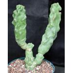 Lophocereus schottii var. monstrosus 8-inch pots