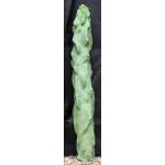 Lophocereus schottii var. monstrosus 2-gallon pots