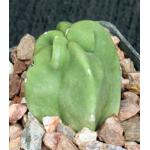 Lophocereus schottii var. monstrosus 3-inch pots