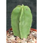 Lophocereus schottii var. monstrosus 4-inch pots