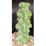Lophocereus schottii var. monstrosus 5-inch pots