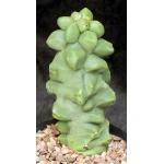 Lophocereus schottii var. monstrosus one-gallon pots