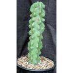 Lophocereus schottii var. monstrosus 2-gallon pots