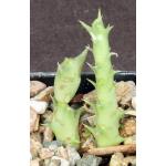 Luckhoffia beukmannii 2-inch pots
