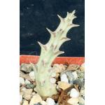 Luckhoffia beukmannii 4-inch pots