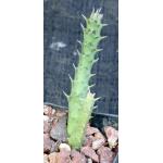 Luckhoffia beukmannii 2-inch pots