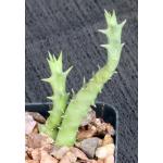 Luckhoffia beukmannii 2-inch pots