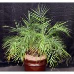 Macrozamia mooreii 5-gallon pots