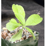 Maerua kaessneri 4-inch pots