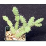 Maihueniopsis glomerata fm russelii 3-inch pots
