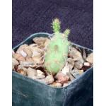 Maihueniopsis glomerata fm russelii 3-inch pots