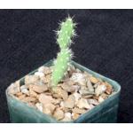 Maihueniopsis glomerata fm russelii 3-inch pots