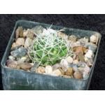 Dolichothele albescens 3-inch pots