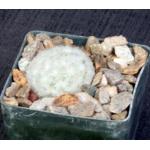 Mammillaria plumosa 3-inch pots