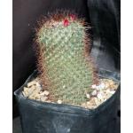 Mammillaria rhodantha 5-inch pots