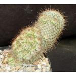 Mammillaria bombycina one-gallon pots