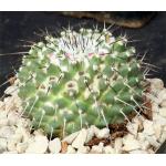 Mammillaria melanocentra 5-inch pots Mammillaria melanocentra 5-inch pots
