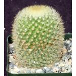 Mammillaria pilcayensis 4-inch pots