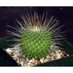 Mammillaria spinosissima cv Un Pico 4-inch pots