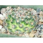 Mammillaria standleyi 4-inch pots