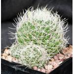 Mammillaria albicans 5-inch pots