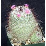 Mammillaria bombycina 4-inch pots
