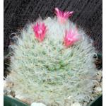 Mammillaria bocasana var. multilanata 3-inch pots