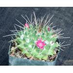 Mammillaria compressa 4-inch pots