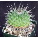 Mammillaria compressa 4-inch pots