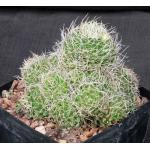 Dolichothele albescens one-gallon pots