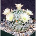 Mammillaria duwei 4-inch pots