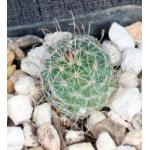 Mammillaria fraileana 2-inch pots