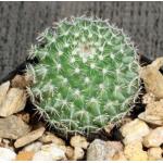 Mammillaria geminispina 2-inch pots