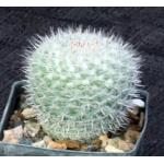 Mammillaria geminispina 3-inch pots