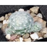 Mammillaria glassii 2-inch pots