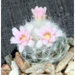 Mammillaria glassii 2-inch pots