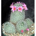 Mammillaria grahamii 8-inch pots