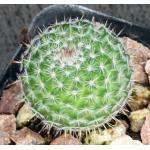 Mammillaria hahniana 2-inch pots