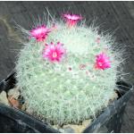 Mammillaria hahniana 4-inch pots