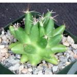Mammillaria longimamma 4-inch pots