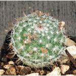 Mammillaria parkinsonii 2-inch pots