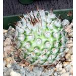 Mammillaria perezdelarosa 4-inch pots