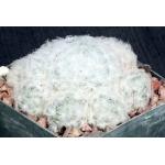 Mammillaria plumosa 5-inch pots