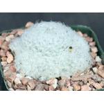 Mammillaria plumosa 5-inch pots