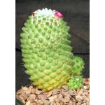 Mammillaria polythele Toluca 5-inch pots