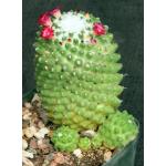 Mammillaria polythele Toluca 5-inch pots
