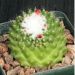 Mammillaria polythele Toluca 4-inch pots