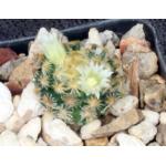 Mammillaria schiedeana 2-inch pots