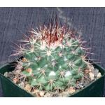 Mammillaria tesopacensis var. rubriflora 4-inch pots