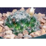 Mammillaria tezontle 4-inch pots